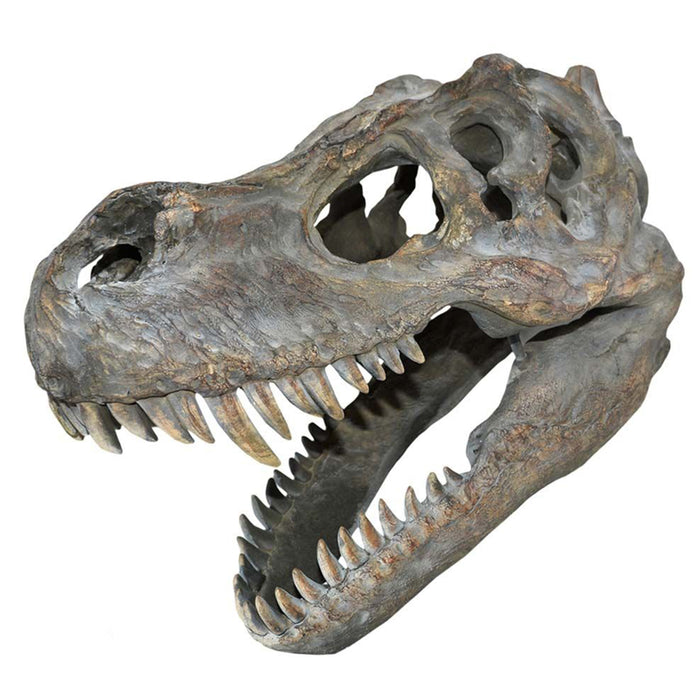 productImage-18440-tyrannosaurus-rex-schaedel-7.jpg